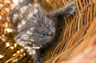 Brown wicker baskets on the Russian blue cat
